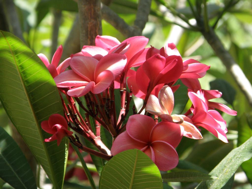 Pink House Hotel Lamai Beach  Exterior photo